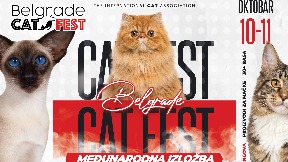Festival mačaka u Beogradu